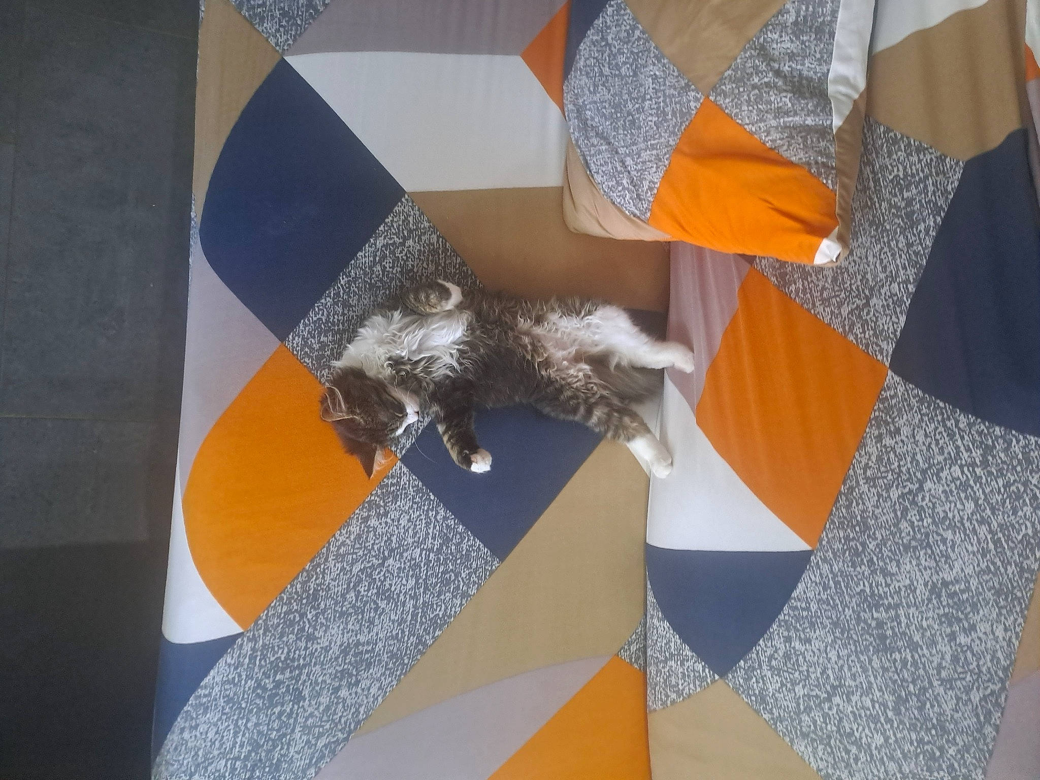 Cookies a rejoint le concours — aidez-le/la à gagner de superbes lots ! art, carnivore, circle, felidae, floor, flooring, grey, linens, paper, paper_product, pattern, rectangle, room, small_to_medium_sized_cats, tail, tints_and_shades, tree, triangle, visual_arts, wood