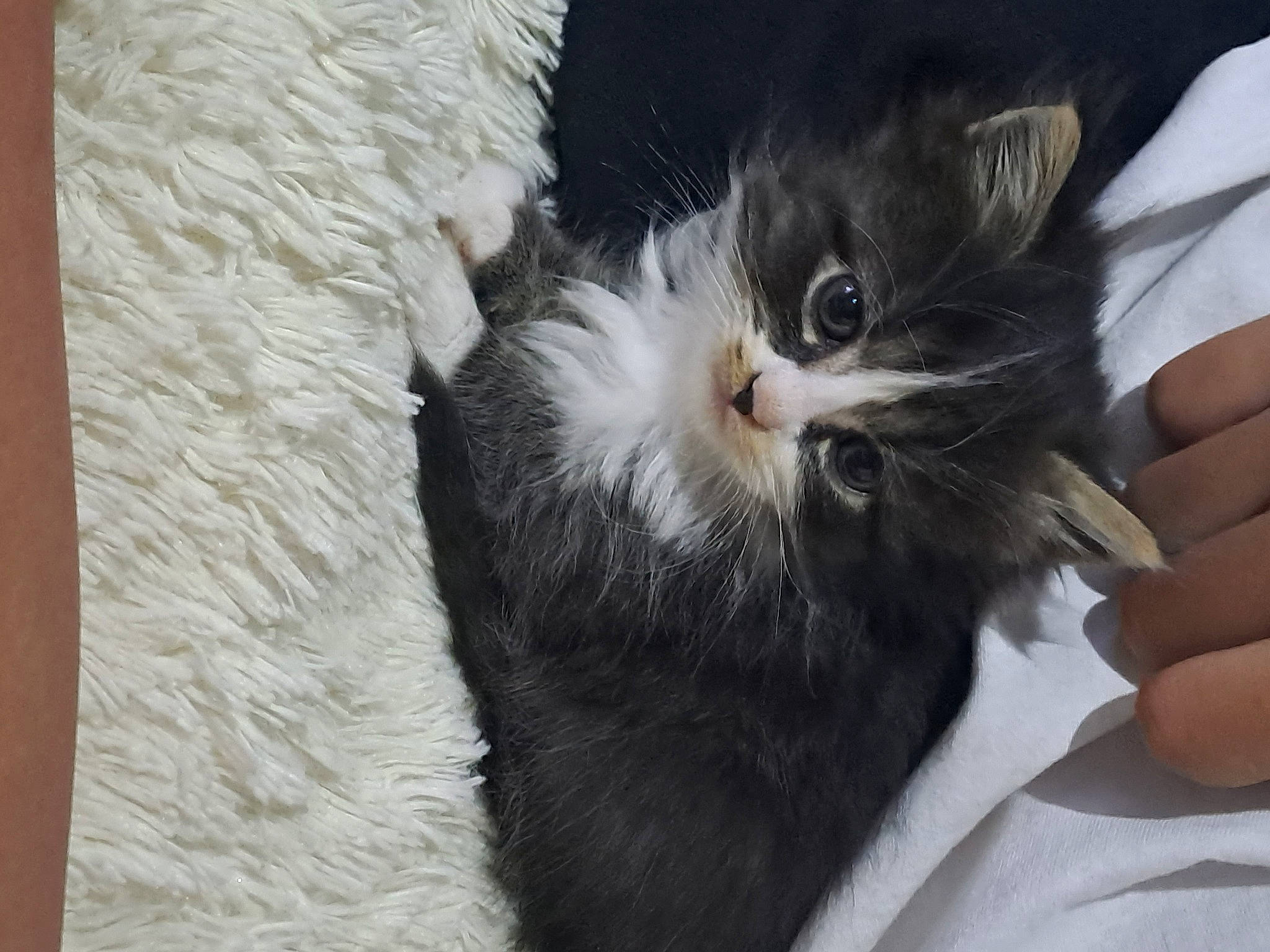 Cookies a rejoint le concours — aidez-le/la à gagner de superbes lots ! black_cat, box, carnivore, cat, claw, comfort, domestic_short_haired_cat, ear, felidae, fur, gesture, nail, paw, small_to_medium_sized_cats, snout, tail, terrestrial_animal, whiskers