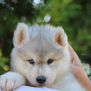Néven participe au concours pour gagner de l'argent avec cette photo : puppy, dog, husky, blue_eyes, fluffy, cute, pet, animal, outdoor, nature, person, holding, portrait, close_up, white_fur, face, ears, nose, paw, young