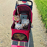 Voyou participe au concours pour gagner de l'argent avec cette photo : animal_transport, canine, companion_animals, cute, dogs, fluffy, grass, gravel_path, outdoor, park, pet_accessories, pet_stroller, pink_stroller, puppies, sitting, small_dogs, sunlight, tan_fur, walking_path, white_fur