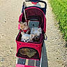 animal_transport, canine, companion_animals, cute, dogs, fluffy, grass, gravel_path, outdoor, park, pet_accessories, pet_stroller, pink_stroller, puppies, sitting, small_dogs, sunlight, tan_fur, walking_path, white_fur