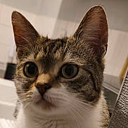 Capuche participe au concours pour gagner de l'argent avec cette photo : cat, feline, tabby, domestic_cat, pet, close_up, portrait, whiskers, ears, eyes, nose, fur, curious, indoor, tiled_wall, sink, mouth, head, staring, kitten_like