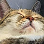 cat, tabby_cat, close_up, sleeping, whiskers, nose, fur, ears, muzzle, indoor, wall_texture, cozy, nap, pet, feline, portrait, relaxed, fluffy, brown_white_fur, whisker_detail