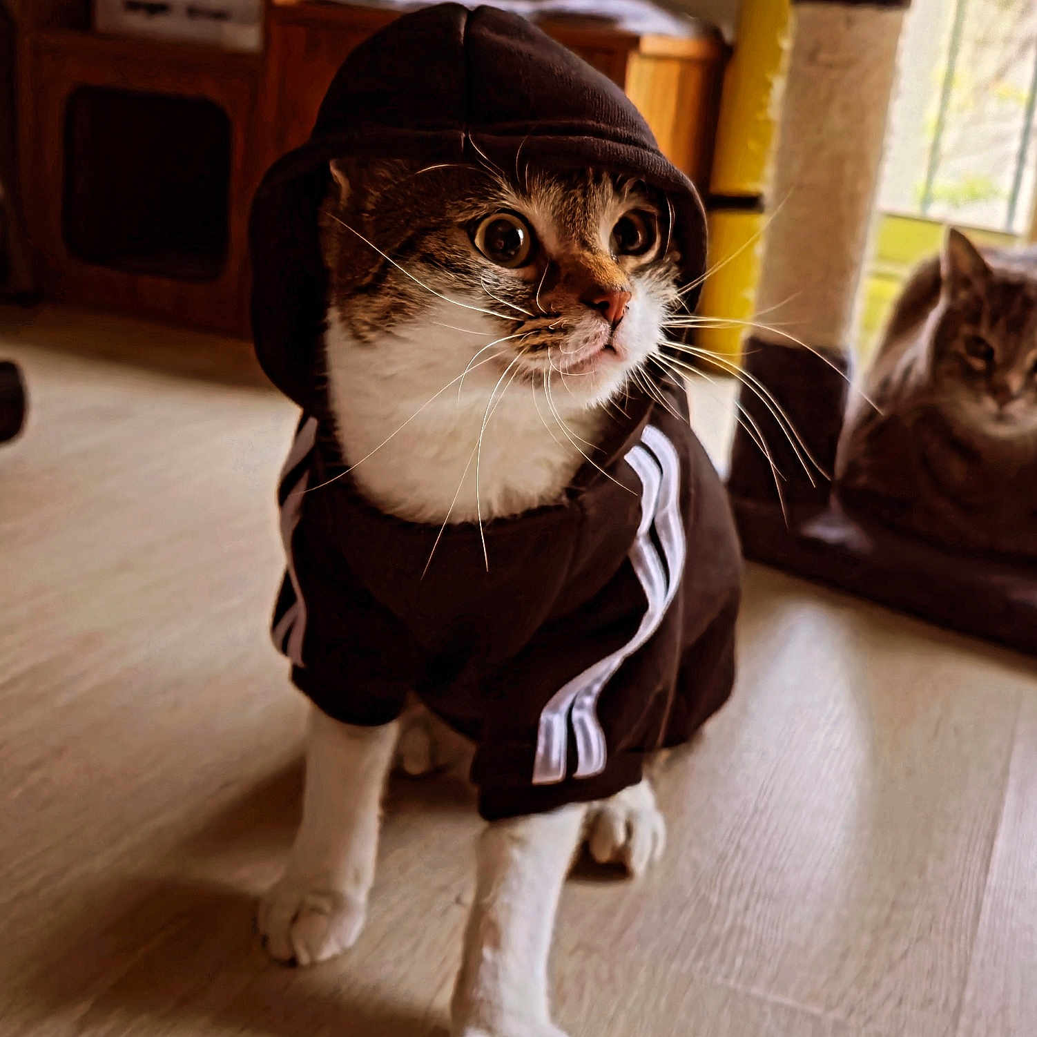 Capuche