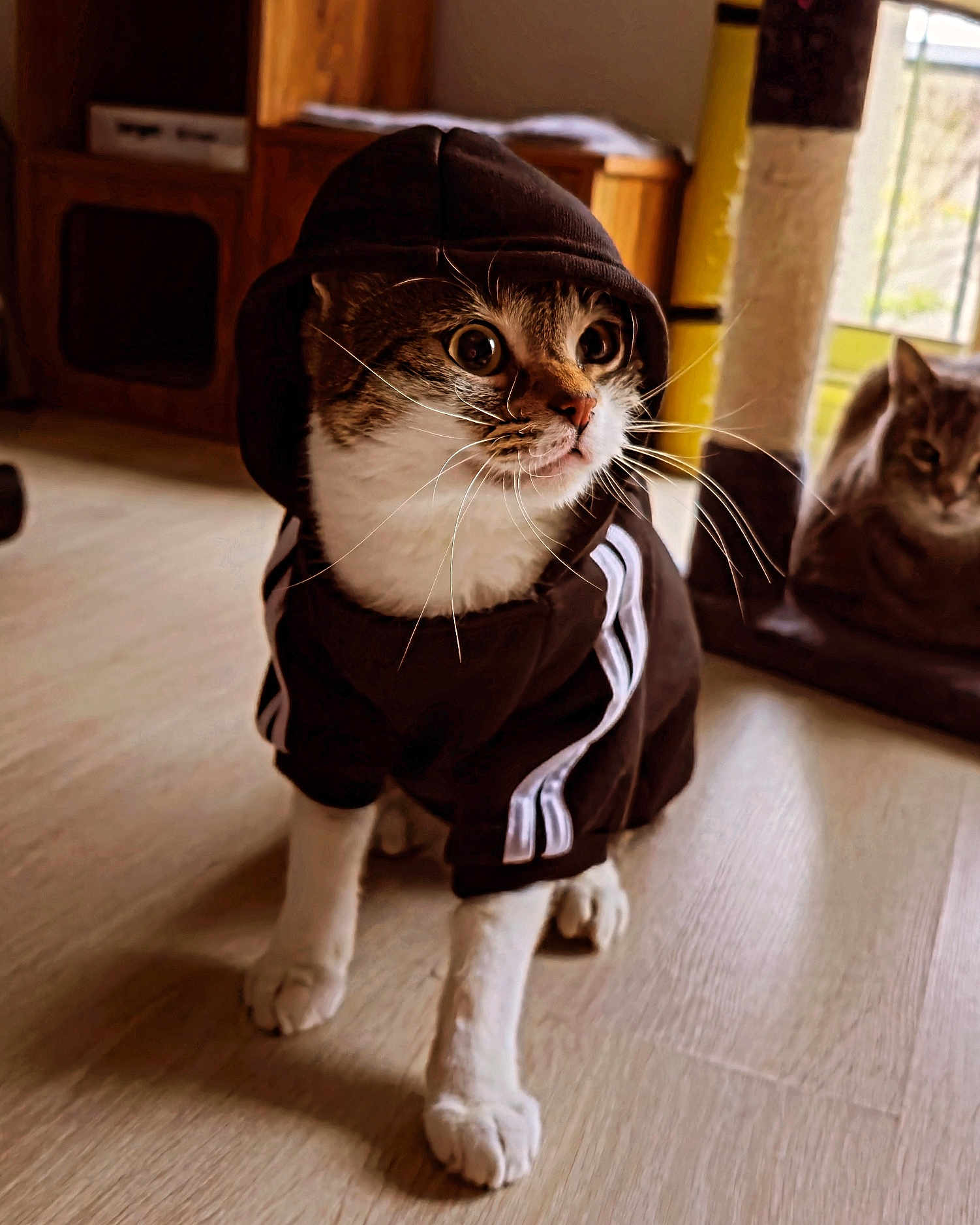 Capuche a rejoint le concours — aidez-le/la à gagner de superbes lots ! cat, hoodie, clothing, pet, whiskers, indoor, wooden_floor, sitting, portrait, curious, feline, paws, big_eyes, fur, background_cat, cat_tree, window, sunlight, cozy, fashion
