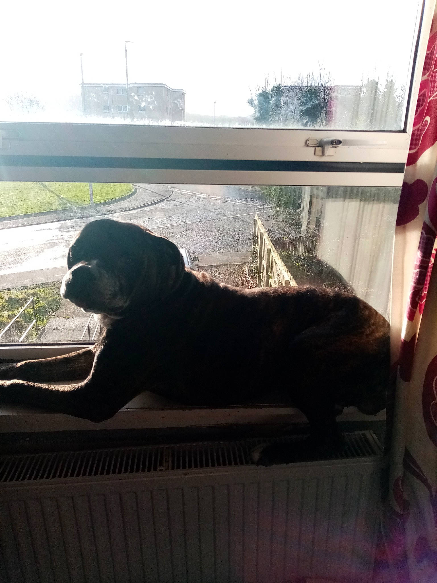 Zuma joined the competition — help win amazing prizes! canidae, car, carnivore, companion_dog, dog, dog_breed, guard_dog, home, labrador_retriever, rottweiler, sporting_group, window