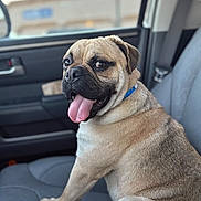 Bob is registered to the contest to win money with this photo: animal, canine, car, closeup, collar, companion, cute, dog, friend, furry, happy, indoor, interior, pet, portrait, pug, seat, smiling, tongue_out, vehicle