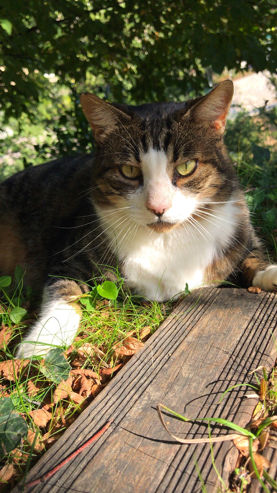 Frimousse