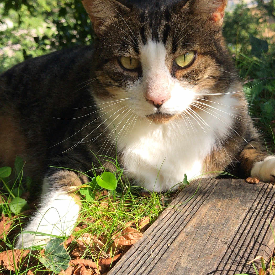 Frimousse