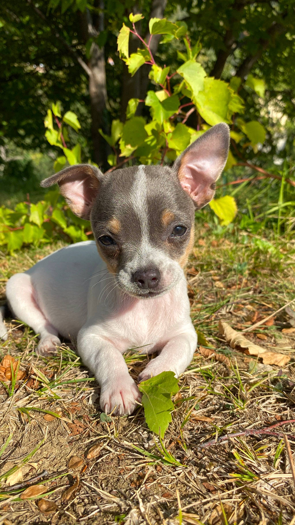 Lola