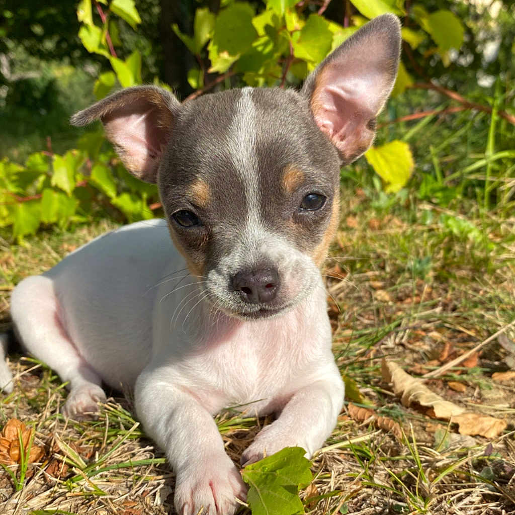 Lola
