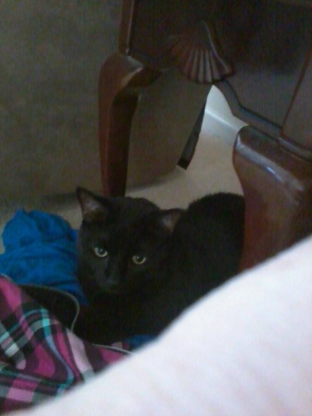 Spaz is registered to the contest to win money with this photo: black_cat, bombay, carnivore, cat, cat_supply, chair, comfort, domestic_short_haired_cat, felidae, flooring, fur, grey, hardwood, mammal, room, small_to_medium_sized_cats, tail, tartan, whiskers, wood