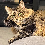 Glo is registered to the contest to win money with this photo: cat, tabby, green_eyes, fluffy, paw, cushion, indoor, sunlight, relaxed, grooming, fur, pet, animal, close_up, feline, resting, cozy, soft, comfortable, cute