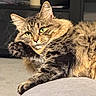 cat, tabby, green_eyes, fluffy, paw, cushion, indoor, sunlight, relaxed, grooming, fur, pet, animal, close_up, feline, resting, cozy, soft, comfortable, cute