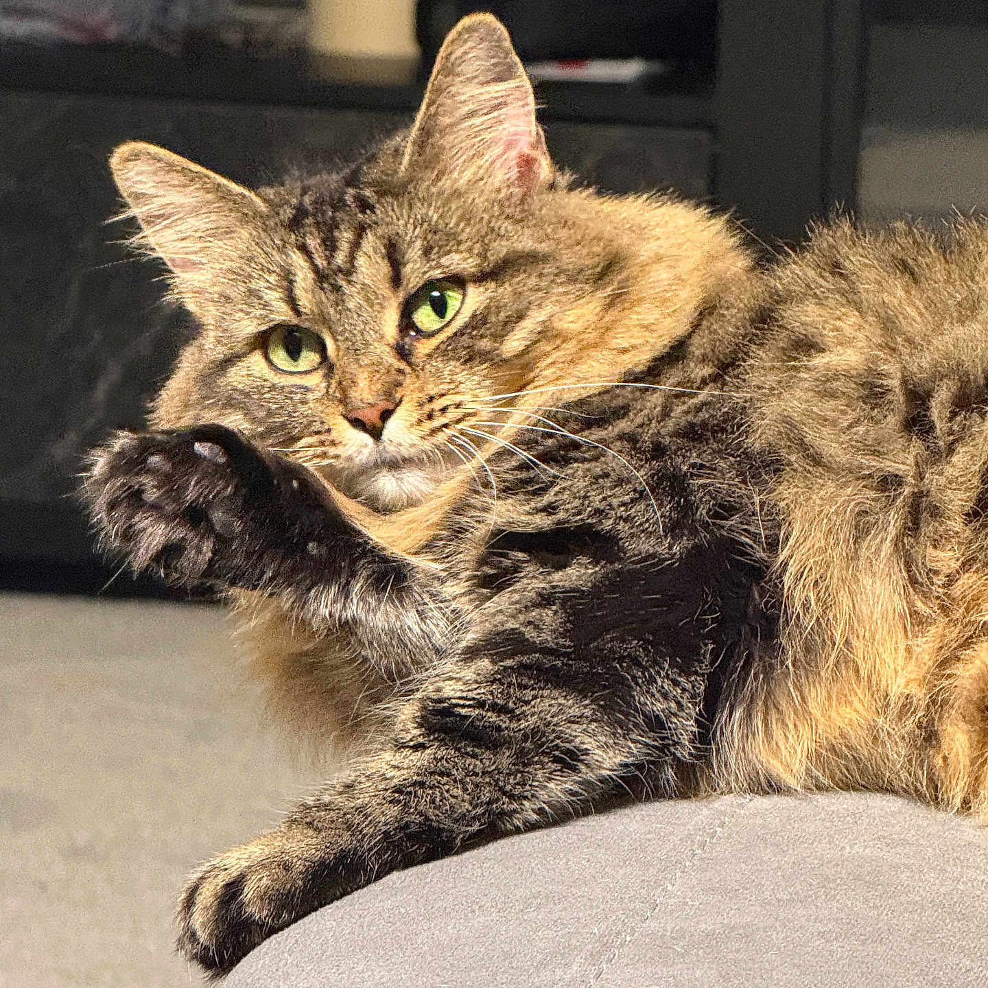 Glo is registered to the contest to win money with this photo: cat, tabby, green_eyes, fluffy, paw, cushion, indoor, sunlight, relaxed, grooming, fur, pet, animal, close_up, feline, resting, cozy, soft, comfortable, cute