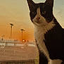 cat, tuxedo_cat, windowsill, sunset, orange_sky, curious, pet, animal, whiskers, indoor, feline, black_and_white, window, nature_outside, paws, evening, domestic_cat, closeup, quiet, soft_light