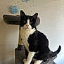 cat, tuxedo_cat, black_and_white, pet, indoor, cat_tree, carpeted, sitting, pom_poms, wall_decor, feline, whiskers, ears, tail, yellow_eyes, cute, animal, domestic_cat, furniture, home