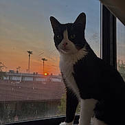 Smokey joined the competition — help win amazing prizes! cat, tuxedo_cat, windowsill, sunset, orange_sky, silhouette, pet, animal, indoor, window, feline, black_and_white, curious, sitting, whiskers, paw, nature, evening, quiet, domestic
