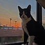 cat, tuxedo_cat, windowsill, sunset, orange_sky, silhouette, pet, animal, indoor, window, feline, black_and_white, curious, sitting, whiskers, paw, nature, evening, quiet, domestic