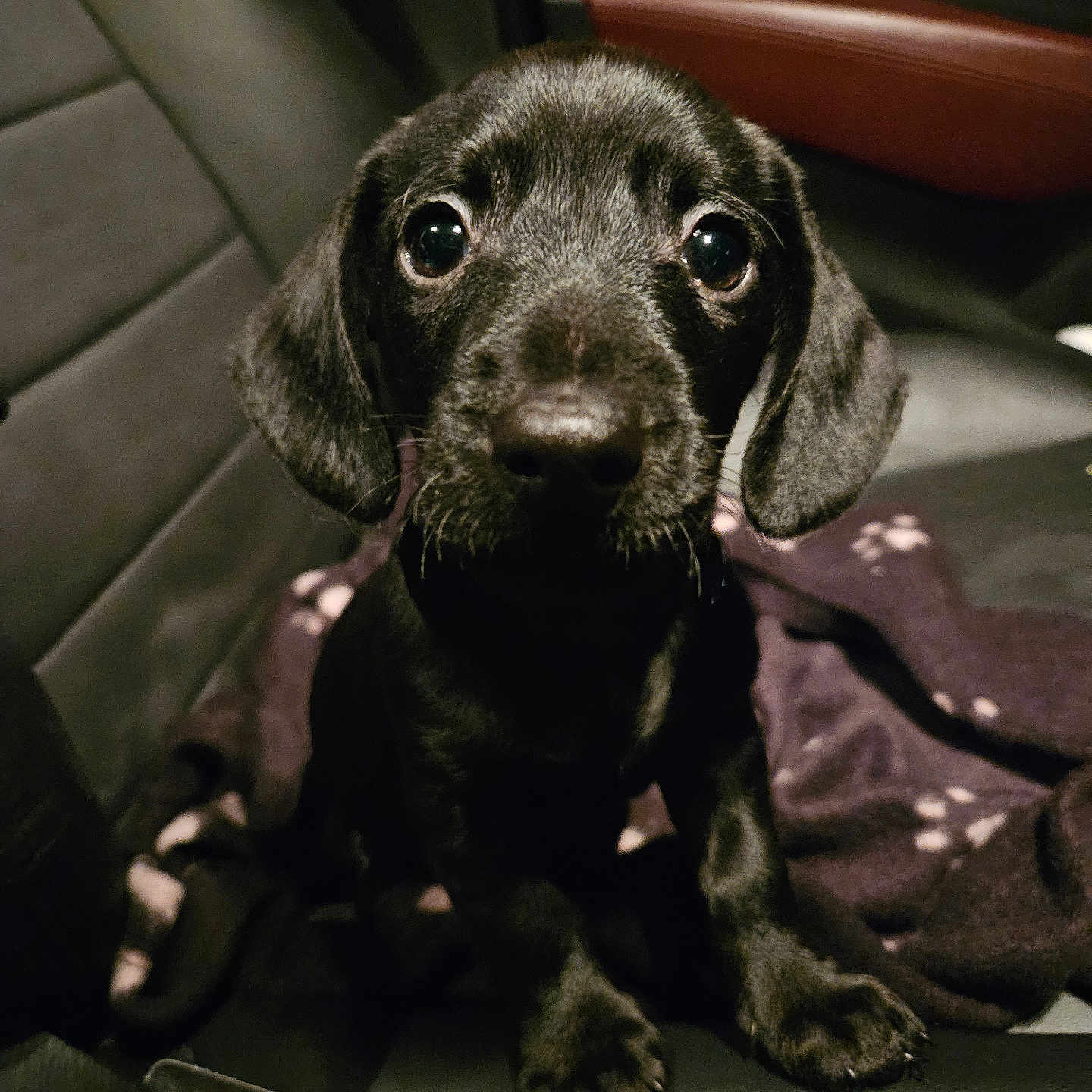 Shadow is registered to the contest to win money with this photo: accessories, alloywheel, animal, belt, canine, car, carwheel, dog, furniture, hound, labradorretriever, machine, pet, pointer, puppy, spoke, tire, transportation, vehicle, wheel