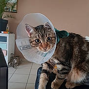 Aka participe au concours pour gagner de l'argent avec cette photo : cat, tabby_cat, cone_collar, indoor, pet, animal, feline, curious, wide_eyes, fur, potted_plant, cabinet, floor_tiles, leather_surface, domestic_animal, cute, young_cat, whiskers, ears, sitting