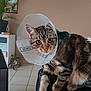 cat, tabby_cat, cone_collar, indoor, pet, animal, feline, curious, wide_eyes, fur, potted_plant, cabinet, floor_tiles, leather_surface, domestic_animal, cute, young_cat, whiskers, ears, sitting