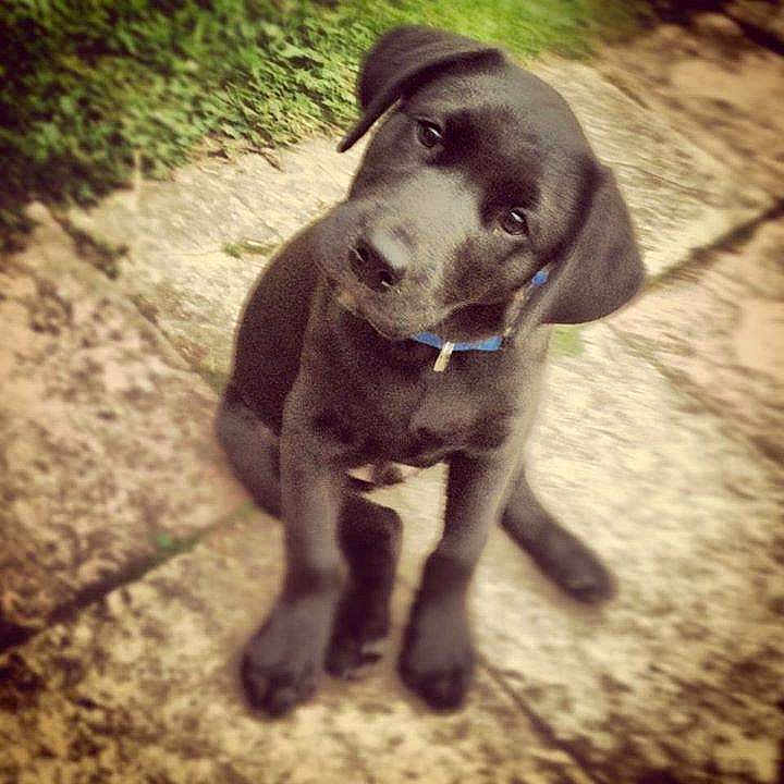 Stitch joined the competition — help win amazing prizes!