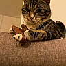 Momo participe au concours pour gagner de l'argent avec cette photo : animal, brown, cat, closeup, couch, cozy, cute, domestic_animal, feline, home, indoor, pet, playful, plush_toy, relaxed, resting, soft_texture, striped, tabby_cat, whiskers