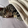 Momo participe au concours pour gagner de l'argent avec cette photo : animal, bed, blanket, cat, comfort, cozy, cute, domestic_cat, fur, indoor, mammal, nap, peaceful, pet, relaxation, rest, sleeping, soft, tabby_cat, whiskers
