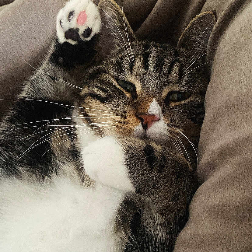Momo a rejoint le concours — aidez-le/la à gagner de superbes lots ! animal, blanket, cat, close_up, cozy, cute, domestic_cat, feline, fur, indoor, paw, pet, pink_paw_pad, relaxed, resting, sleepy, soft, tabby, whiskers, white_belly