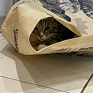 Momo a rejoint le concours — aidez-le/la à gagner de superbes lots ! animal, bag, cat, closeup, curious, eyes, fabric, floor, hiding, household, indoor, light, pattern, pets, shadow, tabby_cat, texture, tile_floor, tote_bag, whiskers