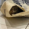 animal, bag, cat, closeup, curious, eyes, fabric, floor, hiding, household, indoor, light, pattern, pets, shadow, tabby_cat, texture, tile_floor, tote_bag, whiskers