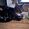 animal, cat, closeup, decor, domestic, feline, furniture, houseplant, indoor, living_room, paw, pet, relaxed, remote_control, resting, tabby_cat, table, television, whiskers, wooden_surface