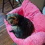 dog, pet_bed, pink, fluffy, indoor, wooden_floor, small_dog, scruffy, curled_up, looking_up, chair_leg, cozy, fur, floor, relaxing, companion, animal, domestic, resting, home