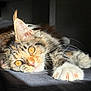 cat, close_up, fluffy, orange_eyes, whiskers, paw, claws, sunlight, indoor, relaxing, fur, pet, cute, mammal, animal, sleepy, portrait, tabby, laying_down, soft