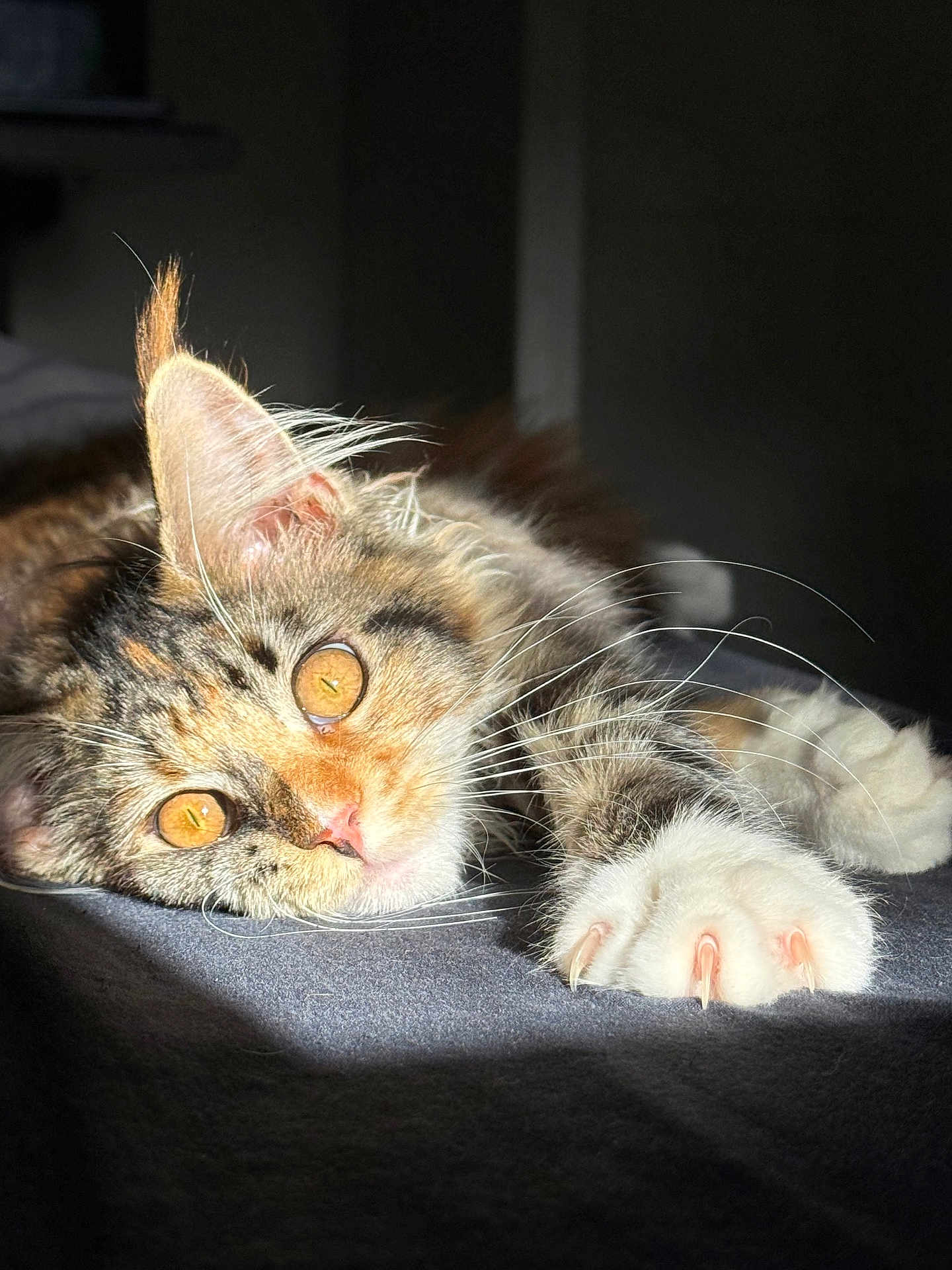 Ava participe au concours pour gagner de l'argent avec cette photo : cat, close_up, fluffy, orange_eyes, whiskers, paw, claws, sunlight, indoor, relaxing, fur, pet, cute, mammal, animal, sleepy, portrait, tabby, laying_down, soft