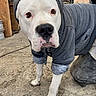 animal_photography, canine, close_up, clothing, concrete_floor, dog, garage, gray_clothing, hoodie, looking_at_camera, outdoor, pet, portrait, rustic_background, short_hair, smartphone_screenshot, standing, white_dog, wooden_structure, workshop