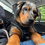 Blue a rejoint le concours — aidez-le/la à gagner de superbes lots ! puppy, dog, car, lap, black_harness, fur, brown_paws, window, seat, person, jeans, interior, pet, animal, closeup, young_dog, cute, looking, travel, road_trip