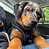 puppy, dog, car, lap, black_harness, fur, brown_paws, window, seat, person, jeans, interior, pet, animal, closeup, young_dog, cute, looking, travel, road_trip