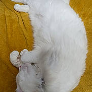 Milk a rejoint le concours — aidez-le/la à gagner de superbes lots ! animal, blanket, cat, close_up, cozy, cute, domestic_cat, ear, feline, fur, indoor, paw, pet, relaxation, resting, sleeping, soft, whiskers, white_cat, yellow