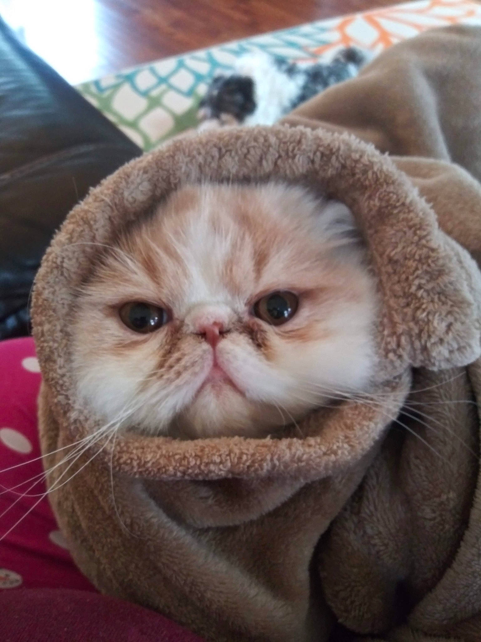 Ferguson is registered to the contest to win money with this photo: carnivore, cat, comfort, domestic_short_haired_cat, ear, eye, fawn, felidae, fur, mammal, paw, small_to_medium_sized_cats, snout, terrestrial_animal, vertebrate, whiskers, wrinkle