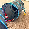 Mew is registered to the contest to win money with this photo: cat, black_cat, cat_toy, play_tunnel, carpet, indoor, pet, curious, animal, feline, yellow_ball, red_ball, toy, home, floor, cables, furniture, playful, pet_accessory, domestic_animal