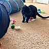 Mew is registered to the contest to win money with this photo: cat, black_cat, white_paws, carpet, indoor, toys, play_tunnel, colorful, curious, pet, animal, whiskers, floor, door, room, home, feline, playful, domestic, mammal