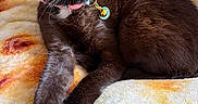 Mew joined the competition — help win amazing prizes! cat, black_cat, pet, collar, bell, whiskers, paw, sleeping, relaxed, feline, indoor, blanket, patterned_blanket, closeup, stretching, fur, cute, domestic_animal, resting, cozy