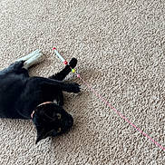 Mew is registered to the contest to win money with this photo: cat, black_cat, white_paws, carpet, toy, string, playful, pet, indoor, animal, whiskers, collar, alert, claws, feline, cute, paw, laying, curious, domestic