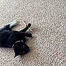 cat, black_cat, white_paws, carpet, toy, string, playful, pet, indoor, animal, whiskers, collar, alert, claws, feline, cute, paw, laying, curious, domestic