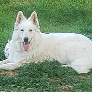 Perle a rejoint le concours — aidez-le/la à gagner de superbes lots ! dog, white_dog, fluffy, long_hair, lying_down, grass, outdoor, lawn, garden, pet, animal, portrait, pointy_ears, open_mouth, tongue_out, smiling, relaxed, daylight, nature, black_borders