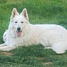 dog, white_dog, fluffy, long_hair, lying_down, grass, outdoor, lawn, garden, pet, animal, portrait, pointy_ears, open_mouth, tongue_out, smiling, relaxed, daylight, nature, black_borders