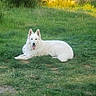 dog, white_dog, fluffy, long_hair, pointed_ears, tongue_out, lying_down, grass, garden, outdoors, backyard, sunlight, greenery, lawn, nature, pet, animal, portrait, relaxed, deck