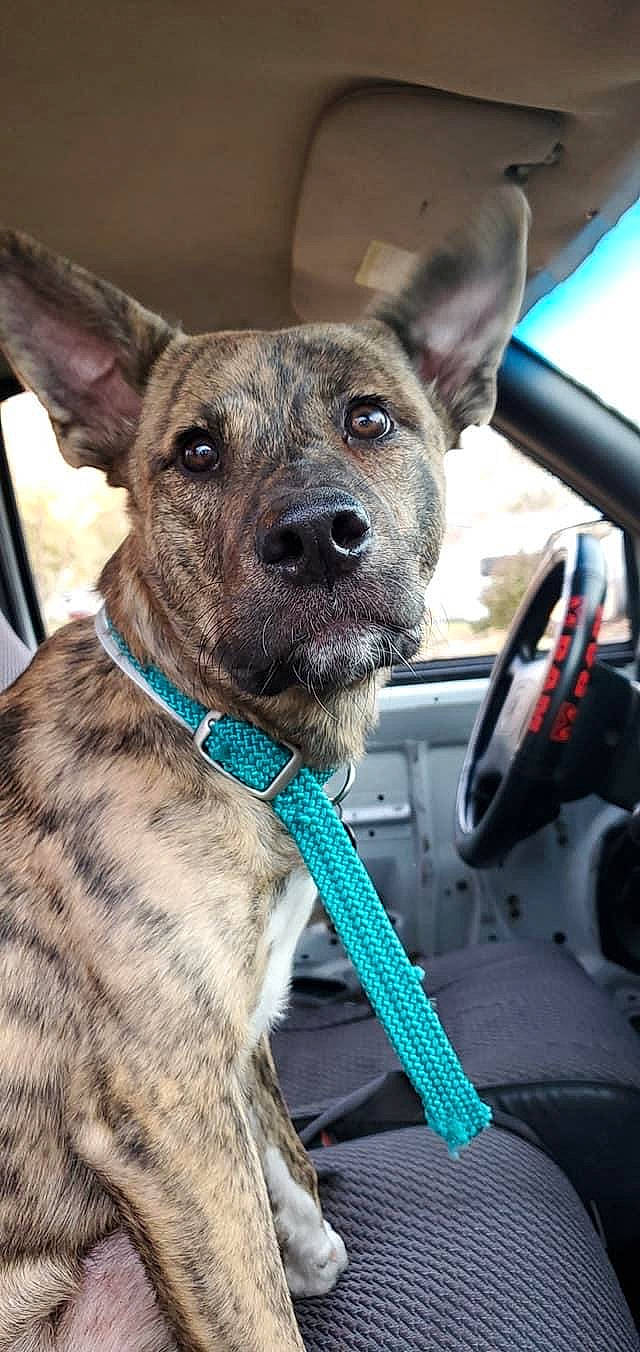 Mags joined the competition — help win amazing prizes! canidae, carnivore, dog, dog_breed, dog_collar, fawn, formosan_mountain_dog, mammal, rare_breed_dog, snout, sporting_group, vertebrate